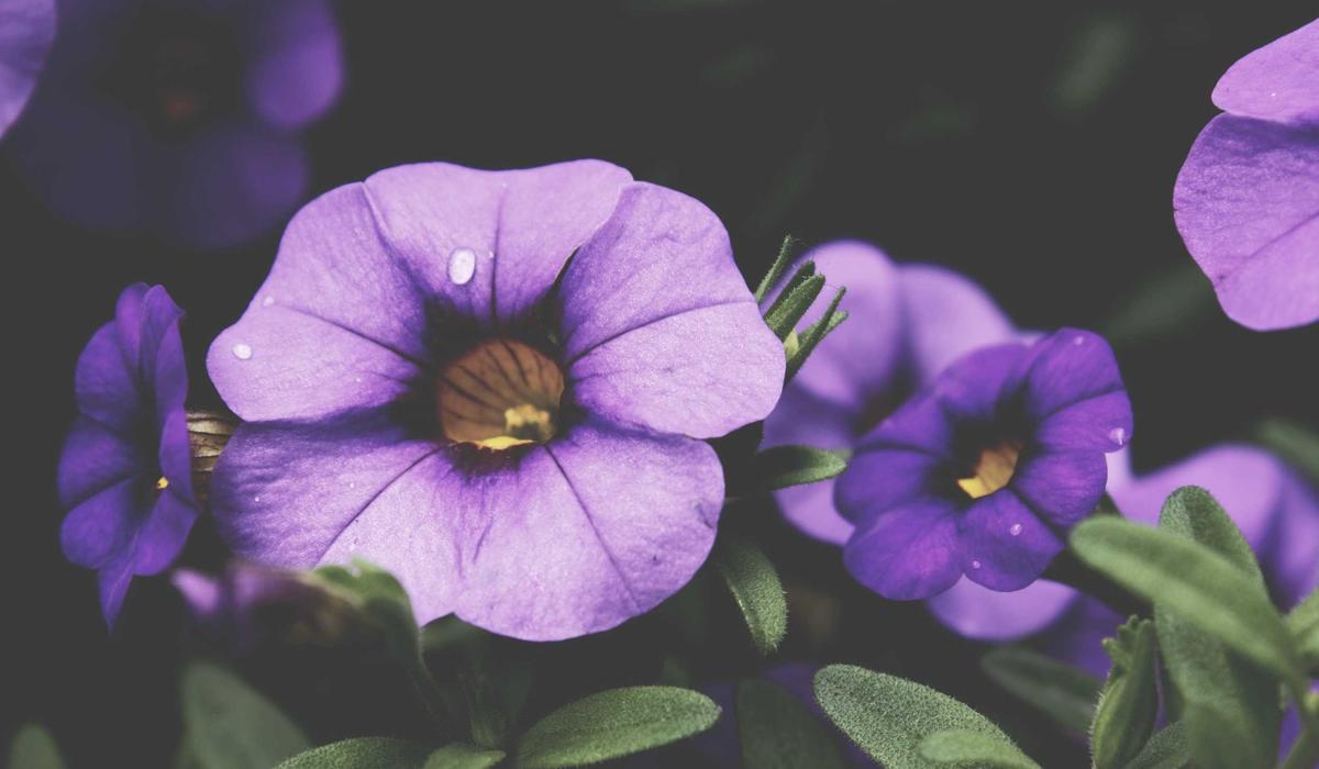 Custom Web Development: When Off-the-Shelf Isn't Enough